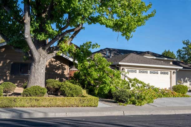 Diseased Tree Removal
