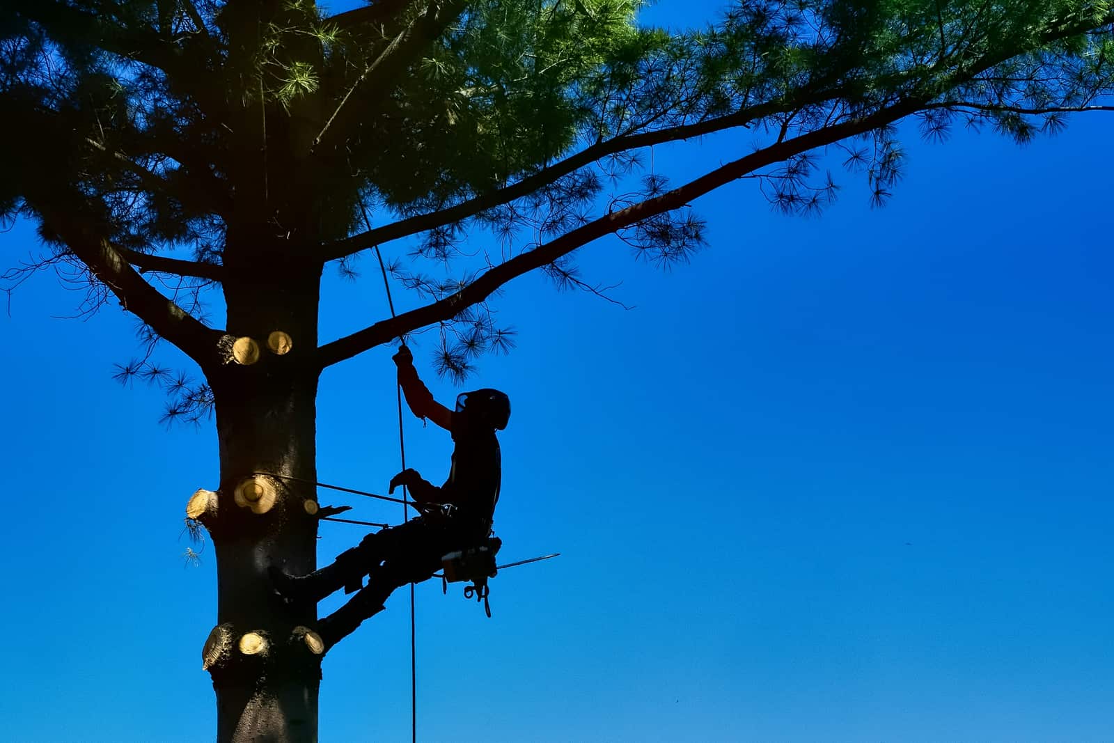 Tree Cabling and Bracing